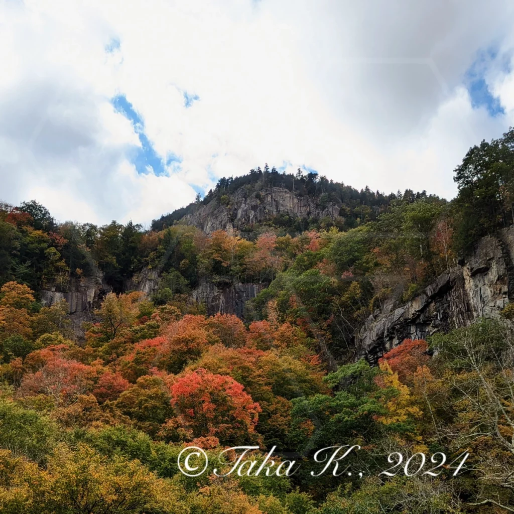 Scenic Foliage with Rocks